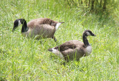 [Both geese are standing in the grass. The gosling is now quite chunky (big chest and butt) and its colors are dark brown and white (not yet black).]
